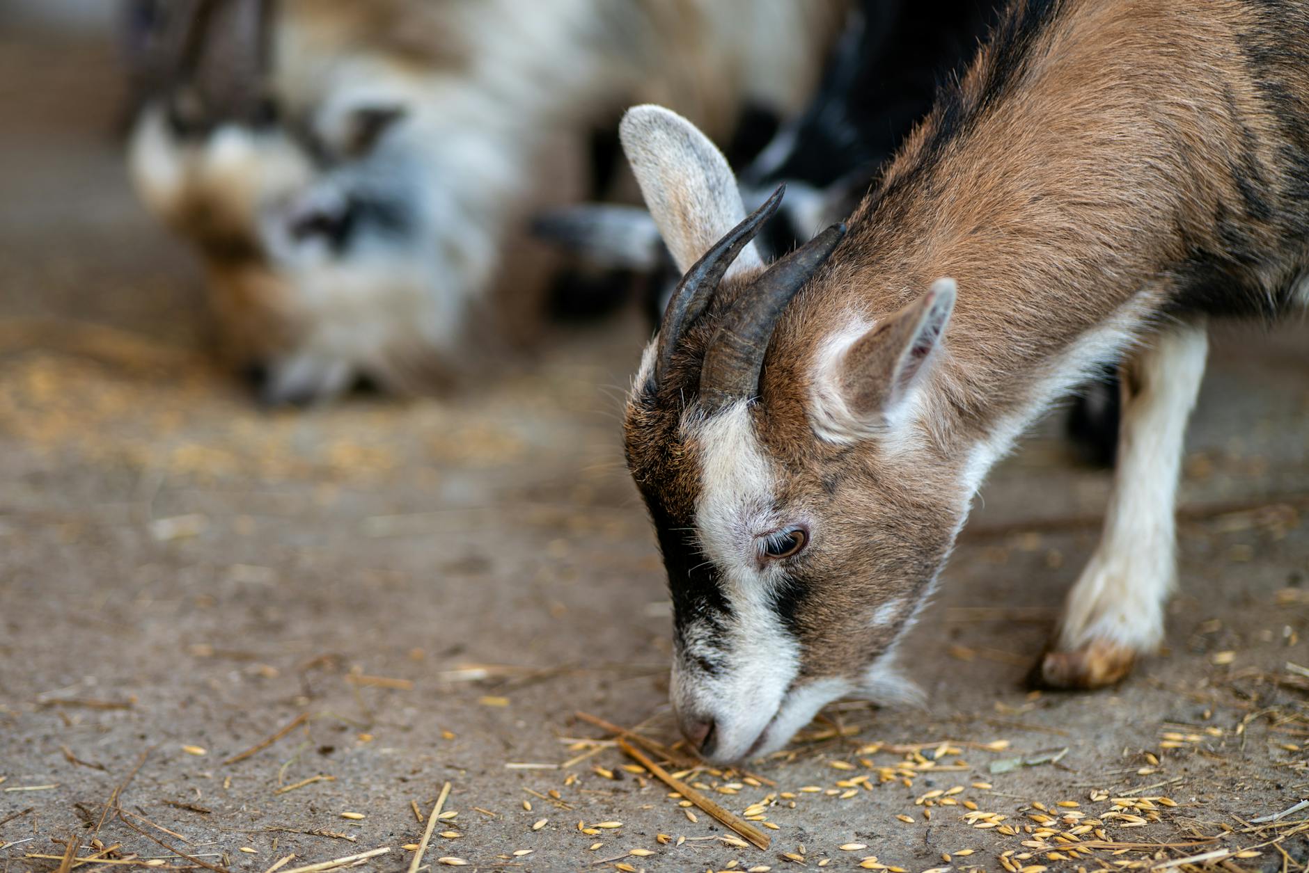 goat grazing in farmyard in garesnica